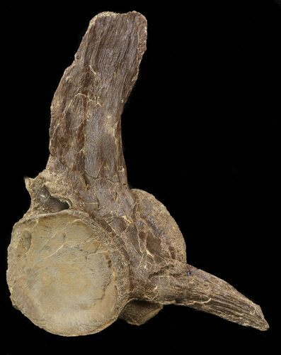 Mosasaur (Platecarpus) Caudal Vertebrae - Kansas #49865